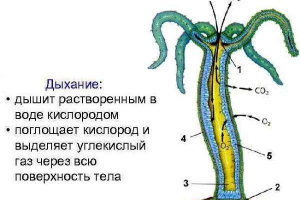Кракен at