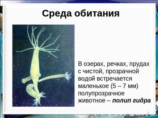Запрещенный сайт кракен